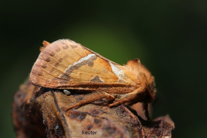 Ampfer-Wurzelbohrer (Triodia sylvina)