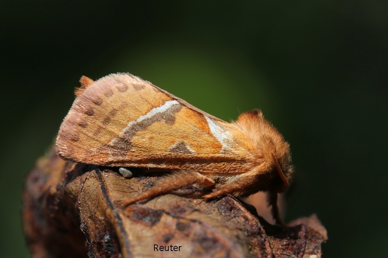 Ampfer-Wurzelbohrer (Triodia sylvina).jpg