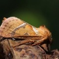 Ampfer-Wurzelbohrer (Triodia sylvina)