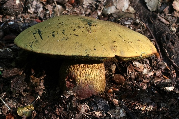 Netzstieliger Hexen-Röhrling (Suillellus luridus)