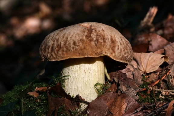 Gehämmerter Röhrling (Hemileccinum depilatum)