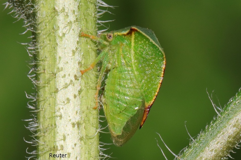 Büffelzikade (Stictocephala bisonia).jpg