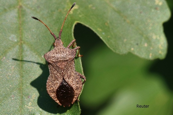 Lederwanze (Coreus marginatus)