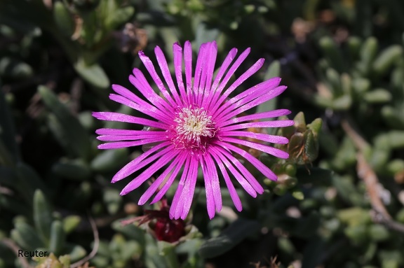 Mittagsblume (Delosperma cooperi)