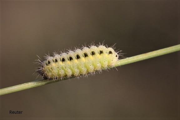 Sechsfleck-Widderchen (Zygaena filipendulae)