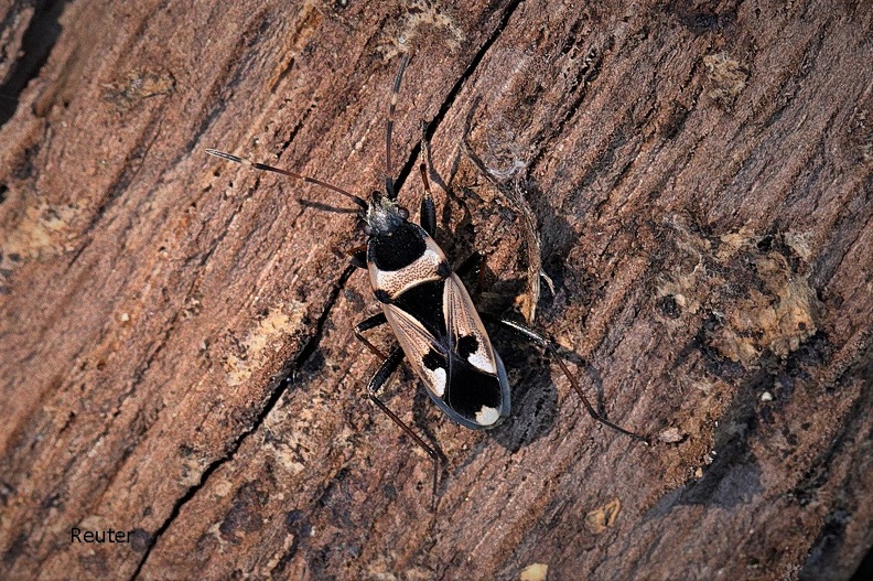 Gemeine Bodenwanze (Rhyparochromus vulgaris).jpg