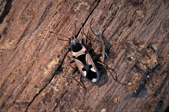 Gemeine Bodenwanze (Rhyparochromus vulgaris)