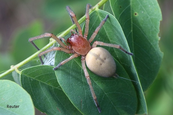 Ammen-Dornfinger (Cheiracanthium punctorium)