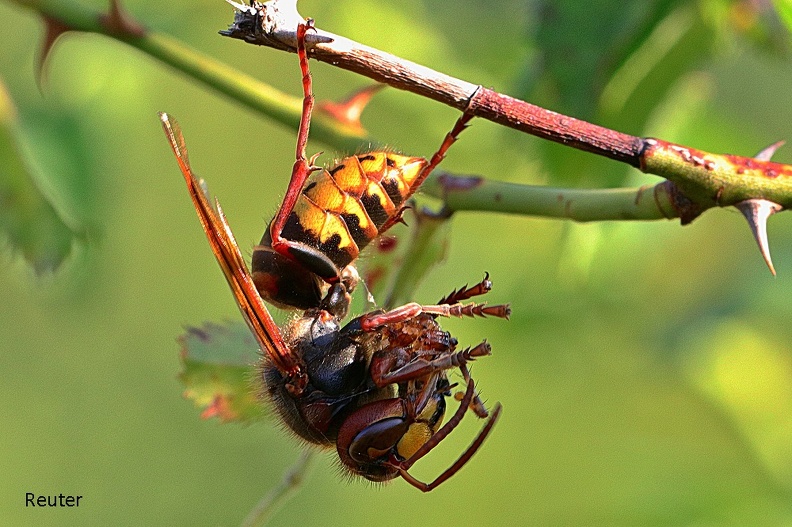 Hornisse (Vespa crabro)