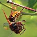 Hornisse (Vespa crabro)