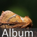 Album Wurzelbohrer  <!--hidden-->