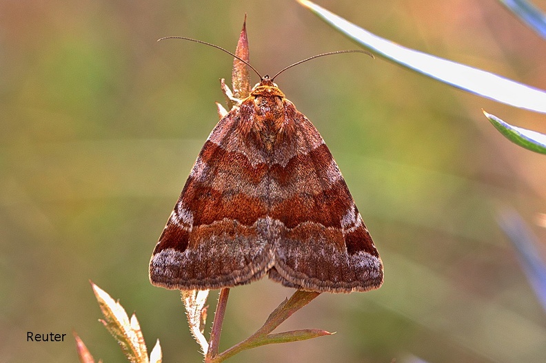 Braune Tageule (Euclidia glyphica)