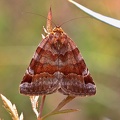 Braune Tageule (Euclidia glyphica)