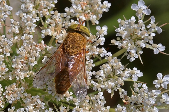 Bremse (Silvius alpinus)