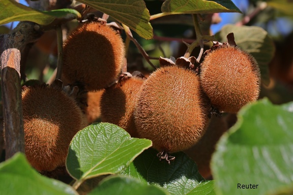Kiwi (Actinidia deliciosa)