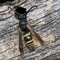  Lehmwespe (Ancistrocerus nigricornis) 