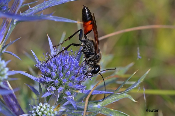 Spinnenwespe (Arachnospila sp.)