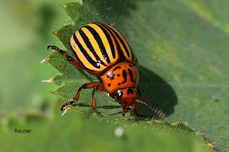 Kartoffelkäfer (Leptinotarsa decemlineata)