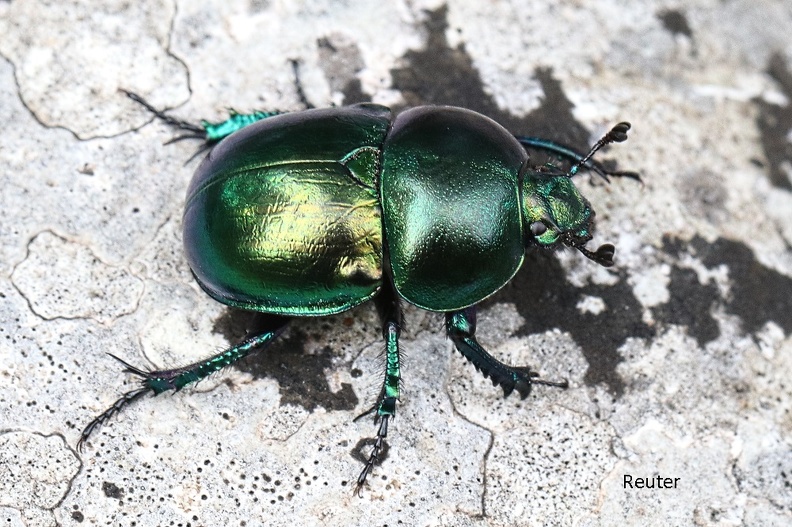 Frühlingsmistkäfer (Trypocopris vernalis).jpg