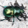 Frühlingsmistkäfer (Trypocopris vernalis)