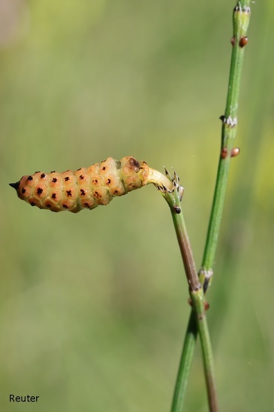 Ästiger Schachtelhalm (Equisetum ramosissimum).jpg