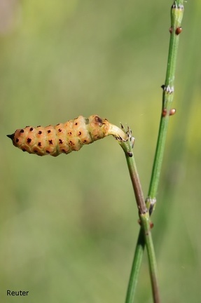 Ästiger Schachtelhalm (Equisetum ramosissimum)