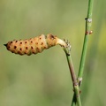 Ästiger Schachtelhalm (Equisetum ramosissimum)