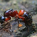 Braunschwarze Rossameise  (Camponotus ligniperda)