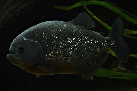 Piraya (Pygocentrus piraya)