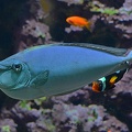Einhornfisch (Naso brevirostris)