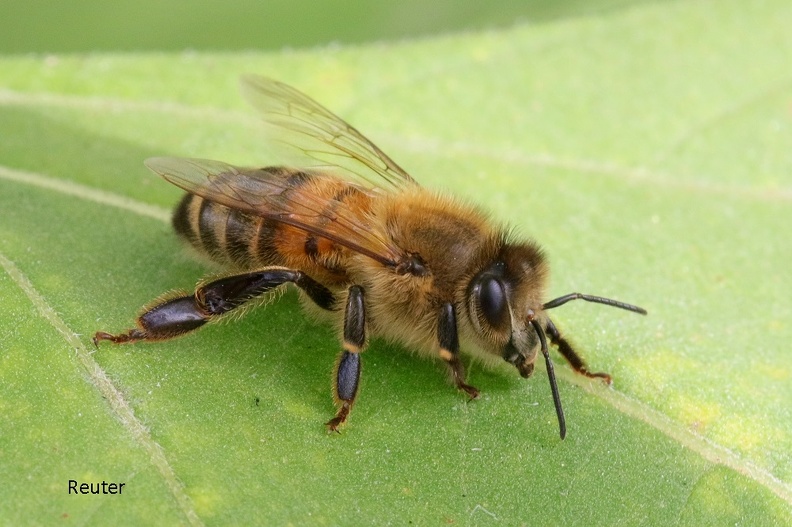 Westliche Honigbiene (Buckfast).jpg