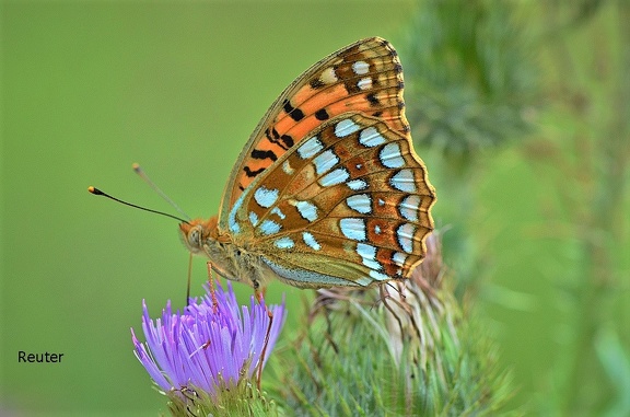 Feuriger Perlmuttfalter (Fabriciana adippe)