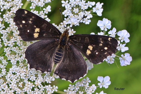 Landkärtchen (Araschnia levana)