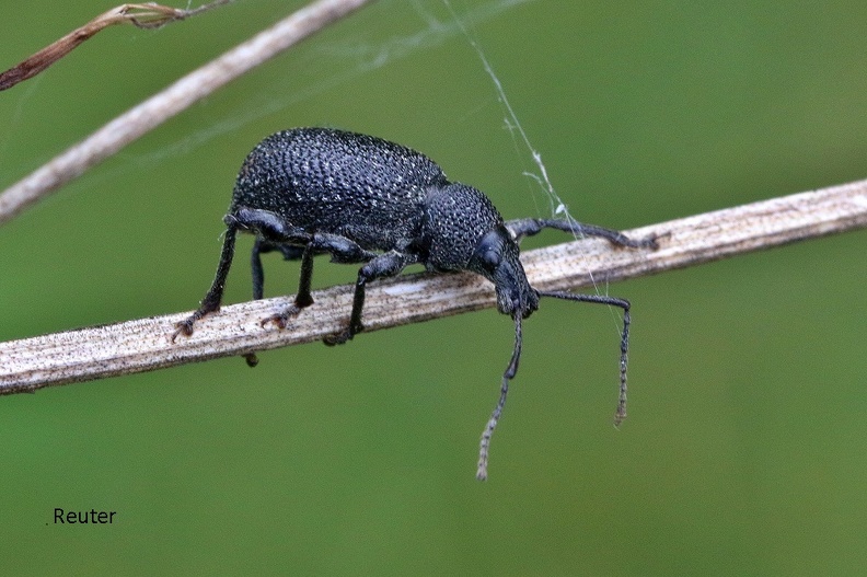 Gefurchter Dickmaulrüssler (Otiorhynchus sulcatus).jpg