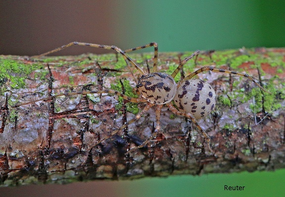 Speispinne (Scytodes thoracica)
