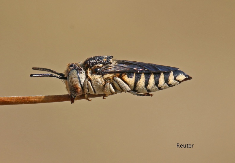 Kegelbiene (Coelioxys sp.).jpg