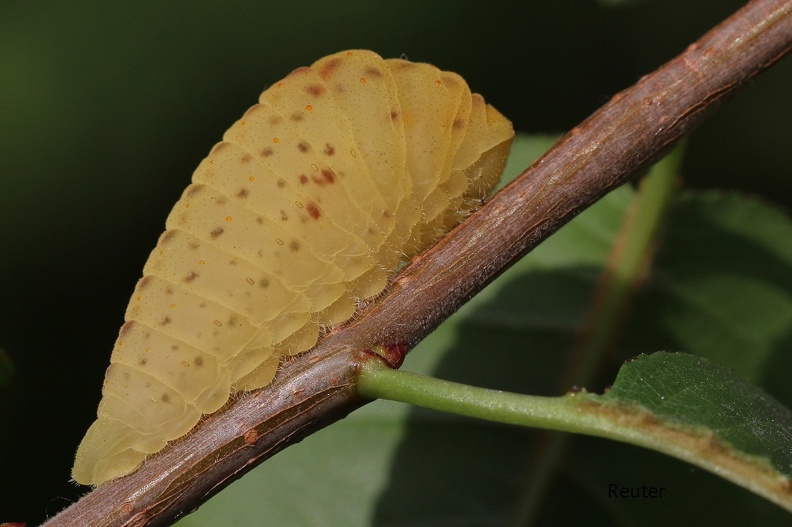 Segelfalter (Iphiclides podalirius)