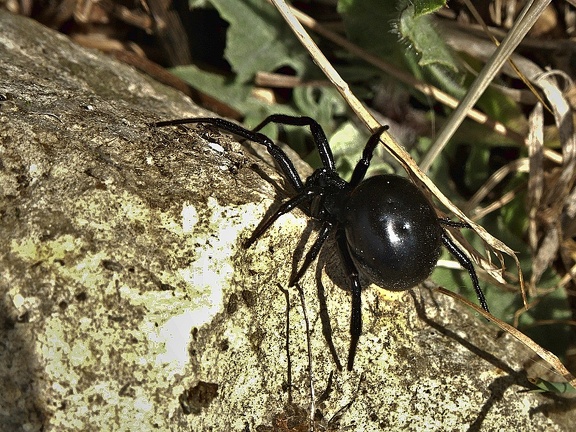 Falsche Schwarze Witwe (Steatoda paykulliana)