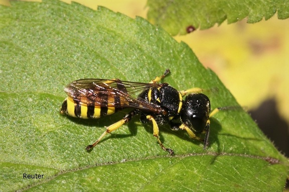 Grabwespe (Ectemnius sp.)