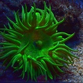 Grüne Riesenanemone (Anthopleura xanthogrammica)
