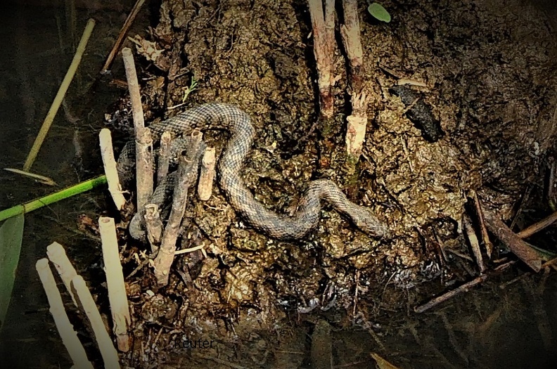 Vipernatter (Natrix maura).jpg