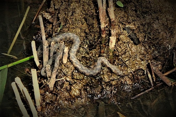 Vipernatter (Natrix maura)