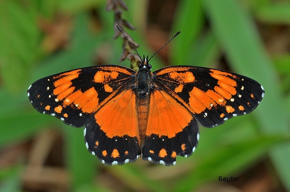 Randfleck (Chlosyne lacinia saundersi)