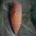 Segelfalter (Iphiclides podalirius)