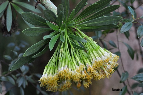 Oleanderblättrige Kleinie (Kleinia neriifolia)