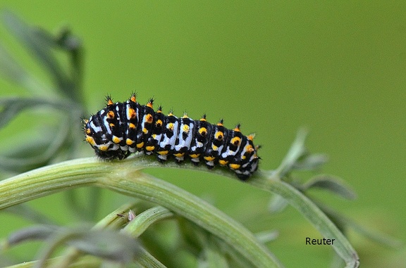 Schwalbenschwanz (Papilio machaon)