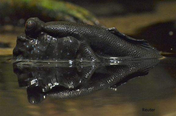 Schlammspringer (Periophthalmus sp.)