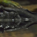 Schlammspringer (Periophthalmus sp.)