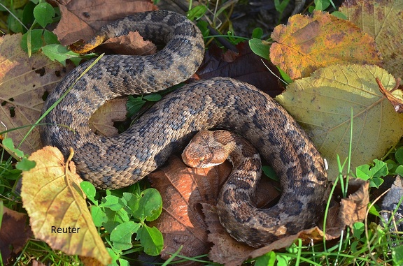 Atlasotter (Macrovipera mauritanica)