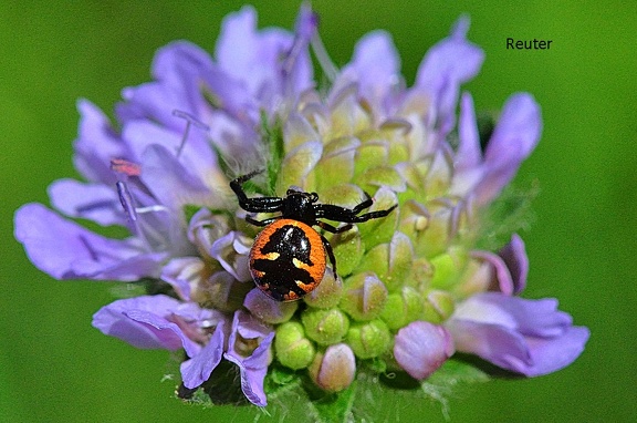 Südliche Glanz-Krabbenspinne (Synema globosum)